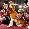 Westminster Kennel Club Dog Show  
